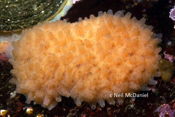 Photo of Weberella perlucida by <a href="http://www.seastarsofthepacificnorthwest.info/">Neil McDaniel</a>